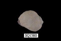 藏品(紫口珊瑚螺)的圖片